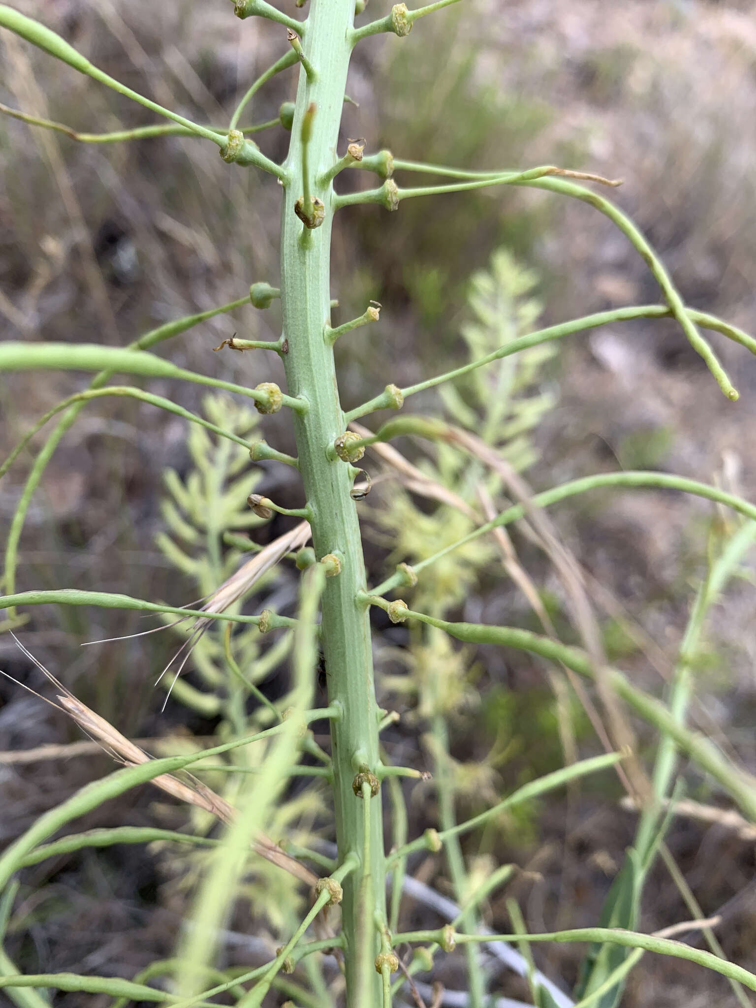 Image de Stanleya viridiflora Nutt.