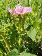 Image of prairie rose