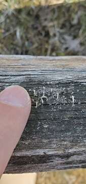 Image of cup lichen