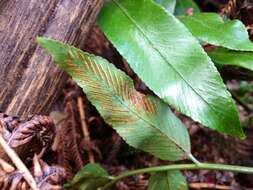 Image of Asplenium oblongifolium Col.