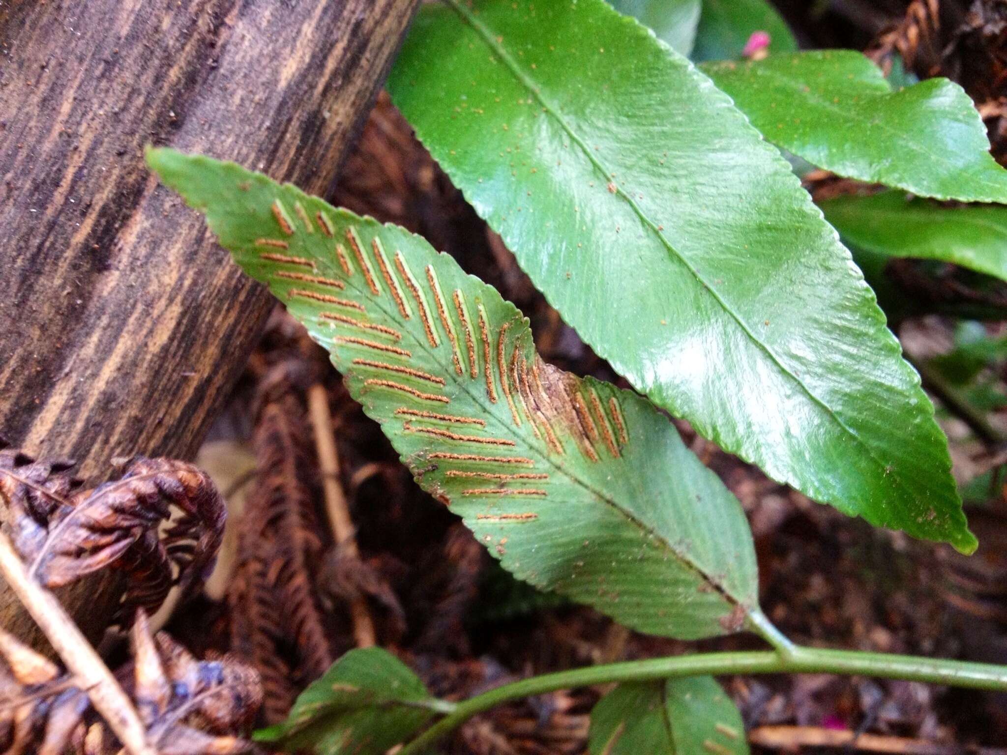 Image of Asplenium oblongifolium Col.