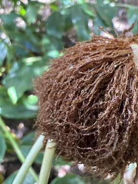 Imagem de Elaphoglossum aemulum (Kaulf.) Brack.