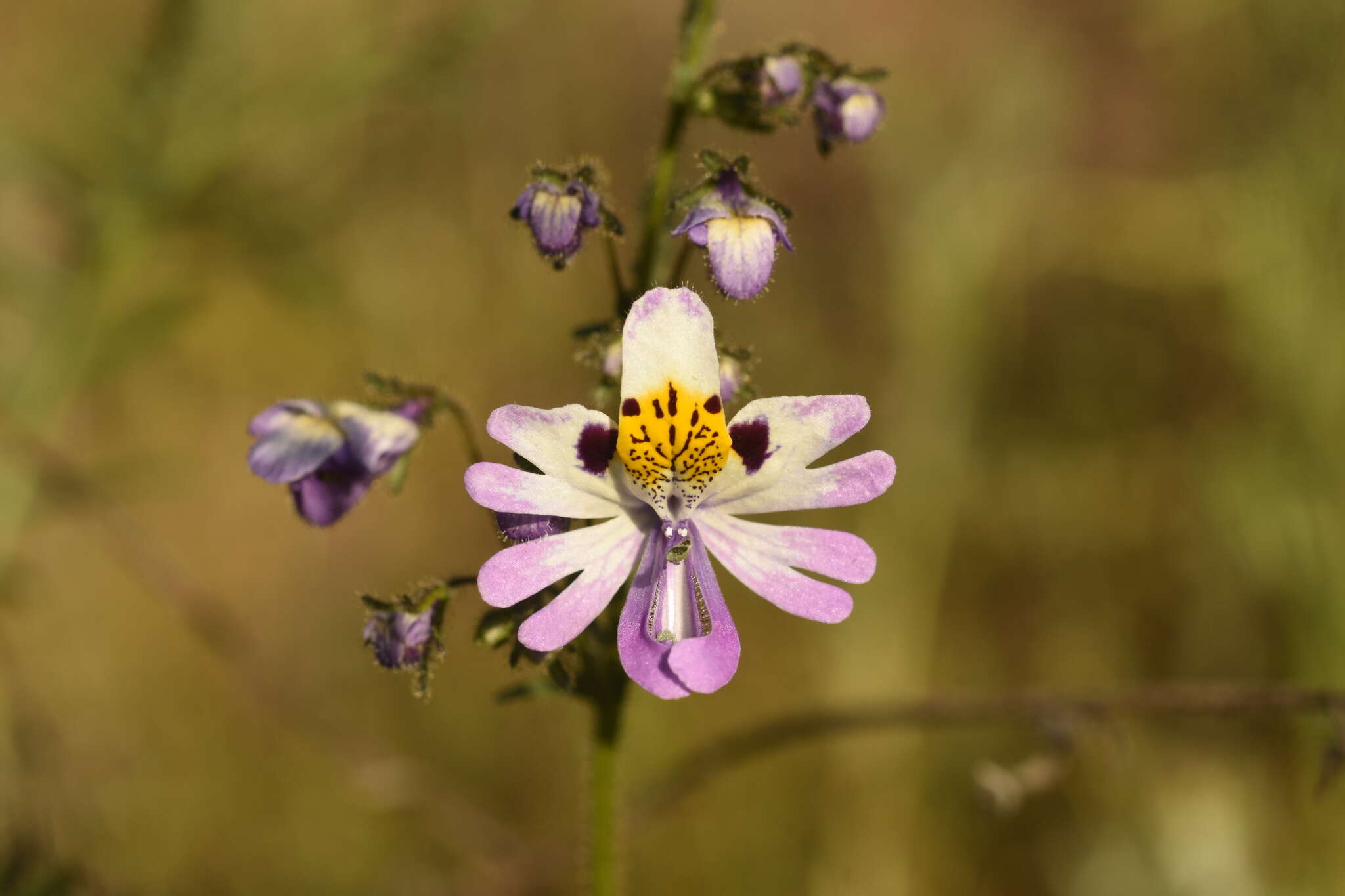 Image of Schizanthus porrigens R. Grah.