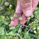 Imagem de Styrax americanus Lam.