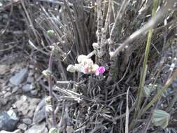 Image of Dalea eriophylla S. Watson