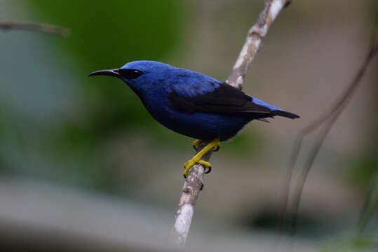 Image of Shining Honeycreeper