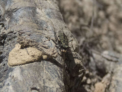 Image of Neocicindela garnerae Larochelle & Larivière 2013