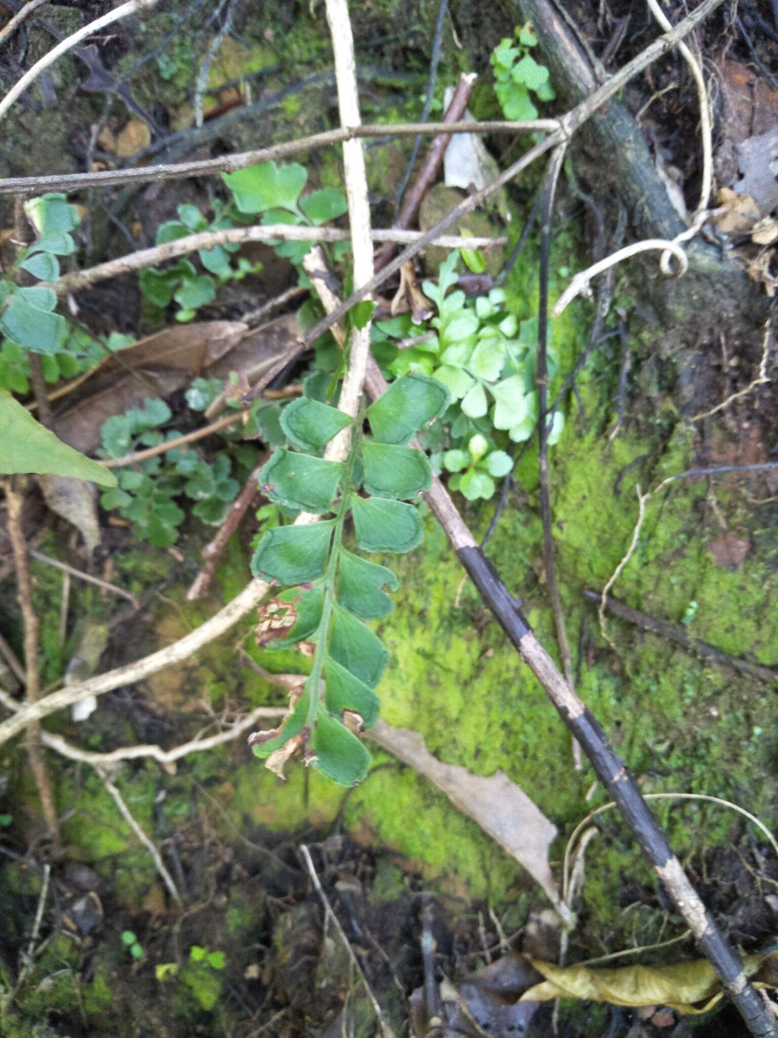 <i>Lindsaea <i>orbiculata</i></i> var. orbiculata的圖片