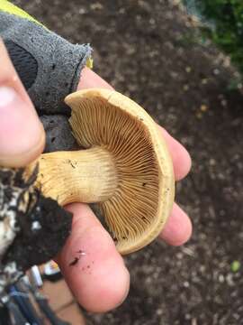 Image of Agrocybe smithii Watling & H. E. Bigelow 1983