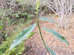 Imagem de Rinorea spinosa (Tul.) Baill.