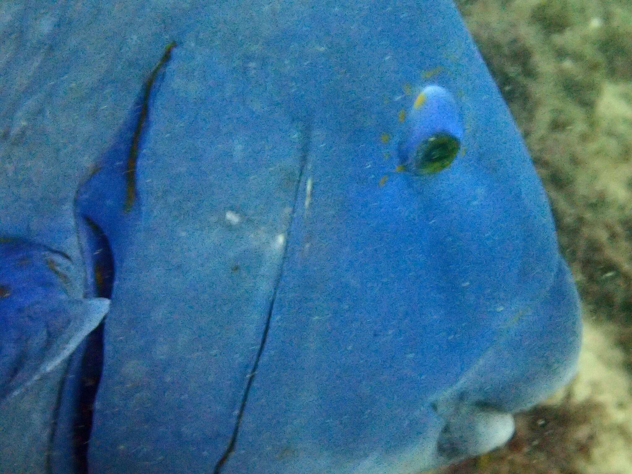 Image of blue groper