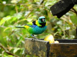 Image of Green-headed Tanager
