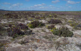 Image de Senecio lacustrinus I. Thomps.