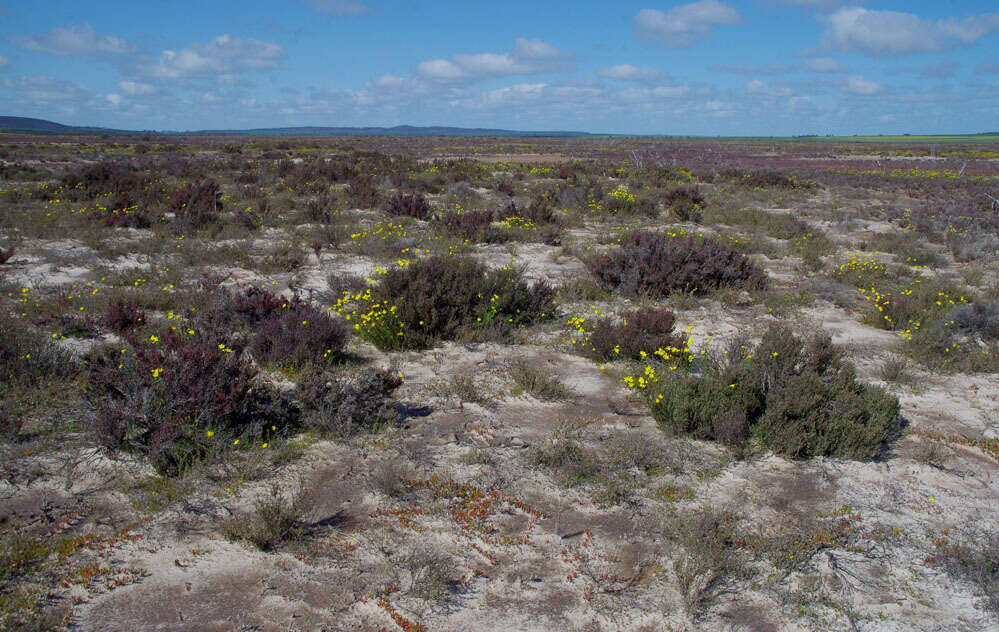 Image of Senecio lacustrinus I. Thomps.