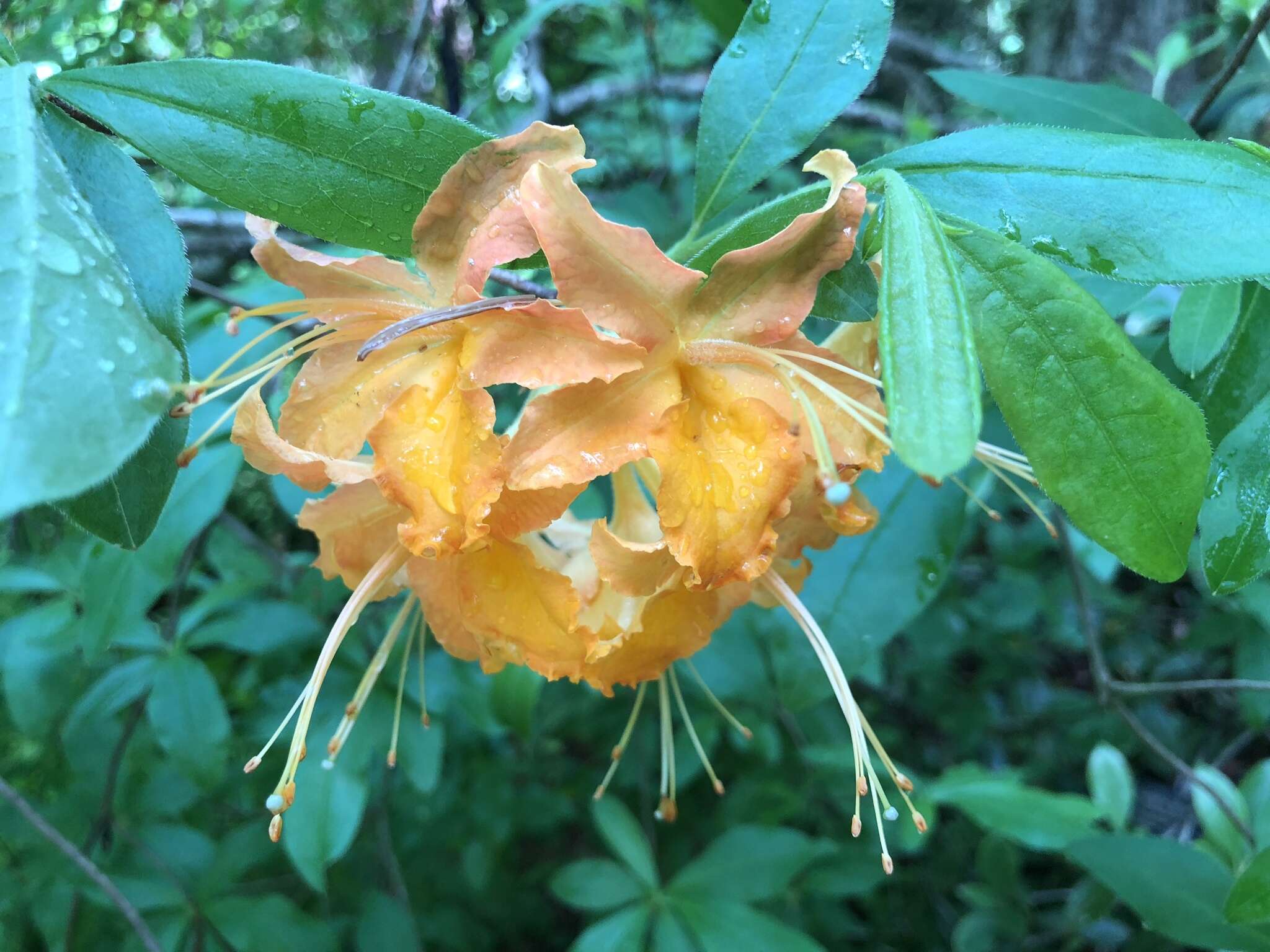 Image of flame azalea