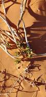 Image of Welsh's milkweed