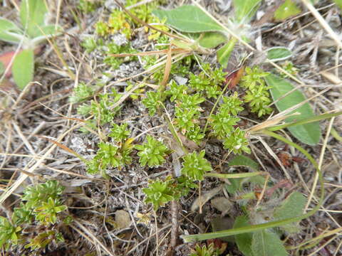 Image of Raoulia subsericea Hook. fil.