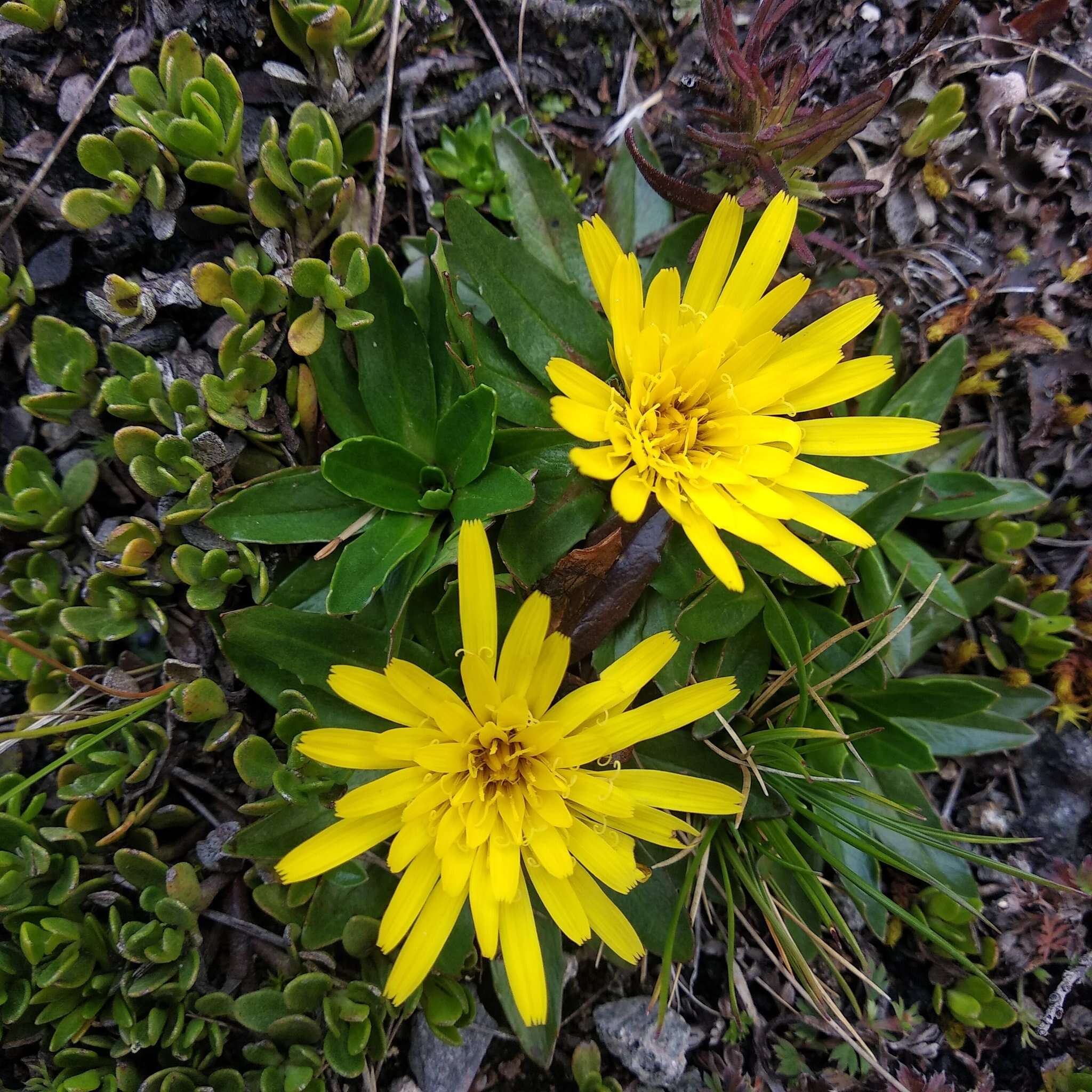 Image de Hypochaeris sessiliflora Kunth