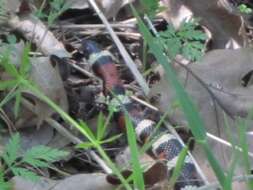 Image of California Mountain Kingsnake