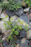 Image of Euphorbia buschiana Grossh.