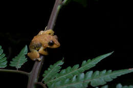 Image de Pseudophilautus macropus (Günther 1869)