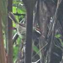 Image of Pirre Warbler