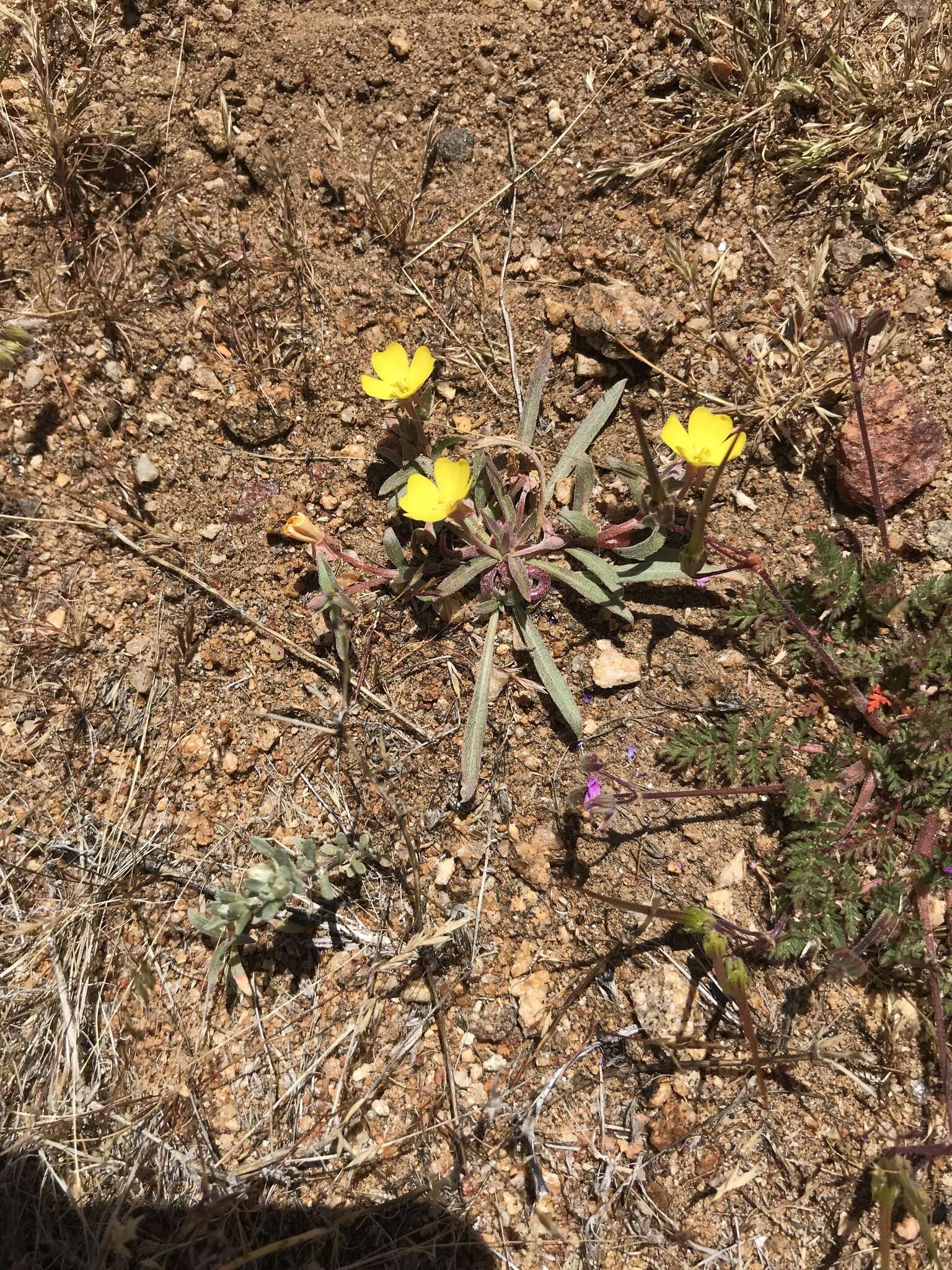 Image of paleyellow suncup