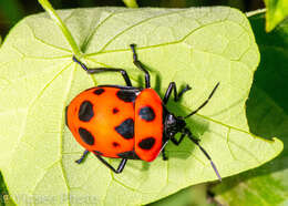 Image of <i>Poecilocoris nepalensis</i>