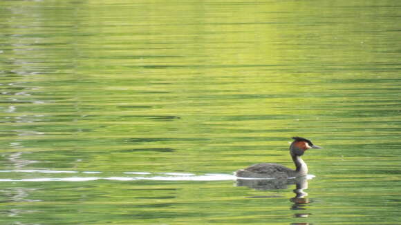 Image of Great Crested Grebe