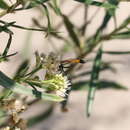 Слика од Ammophila gracilis Lepeletier de Saint Fargeau 1845