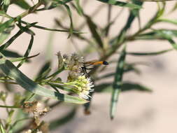 Image de Ammophila gracilis Lepeletier de Saint Fargeau 1845