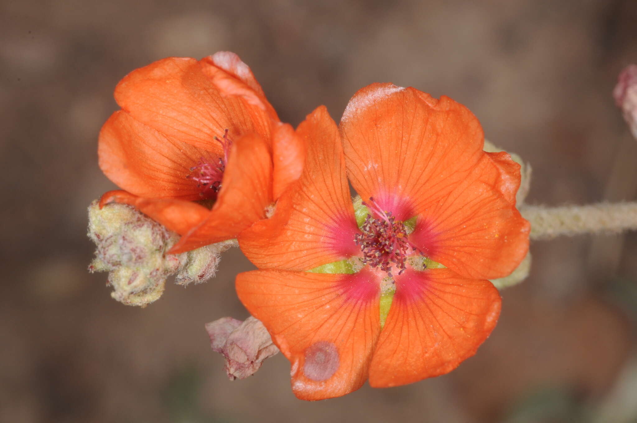 Image of Sphaeralcea crispa Hook. ex E. G. Baker