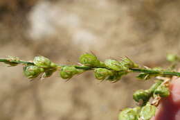 Image of Onobrychis arenaria subsp. arenaria