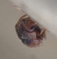 Image of Loew's Lady Beetle