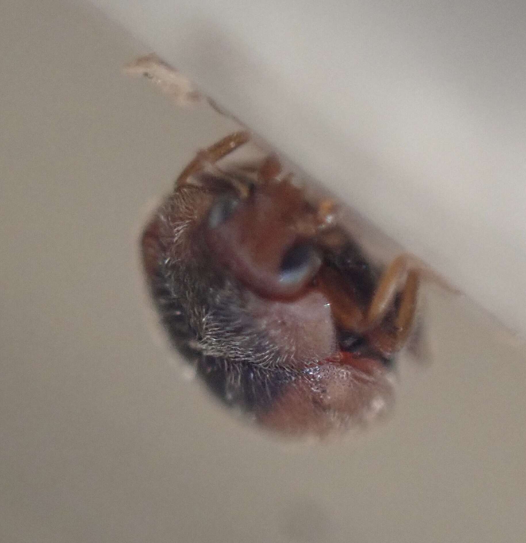 Image of Loew's Lady Beetle