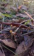 Image of Psilocybe alutacea Y. S. Chang & A. K. Mills 2006