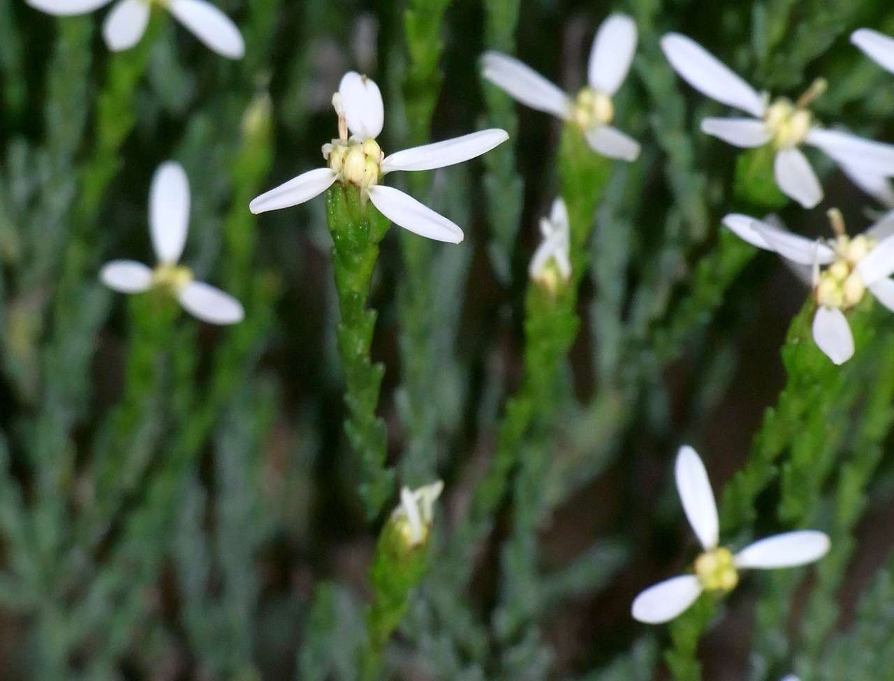 Image de Olearia teretifolia (Sond.) F. Müll.