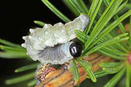 Image of Larch sawfly