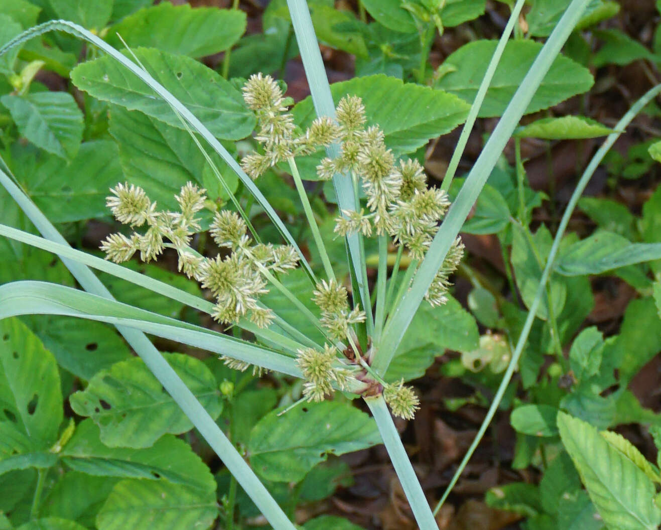 Image of Alabama swamp flatsedge