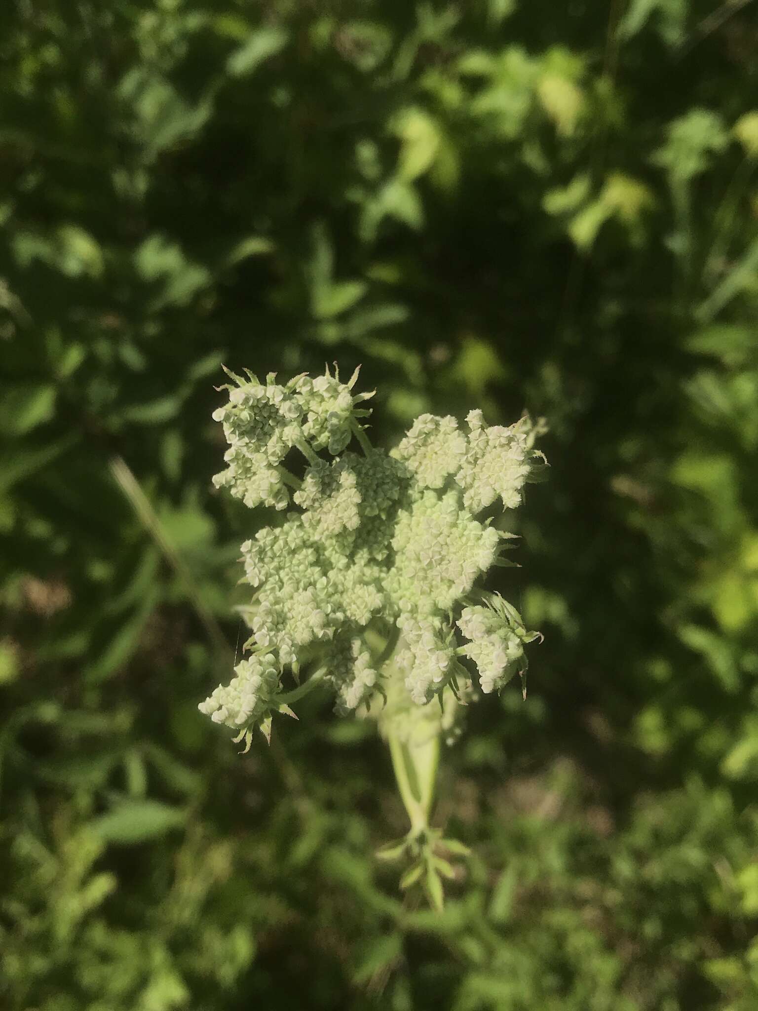 Image of hairy angelica