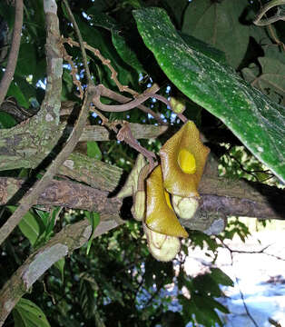 Слика од Aristolochia rethyae Kashung, Barman & Gajurel