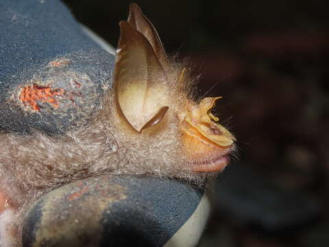 Image of Trefoil Horseshoe Bat