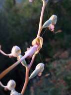 Himantoglossum caprinum subsp. caprinum resmi