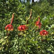 Image of Sandhills Lily