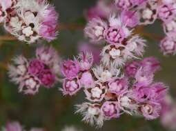 Image of Compacted Featherflower