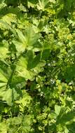 Image of Alchemilla devestiens Juz.