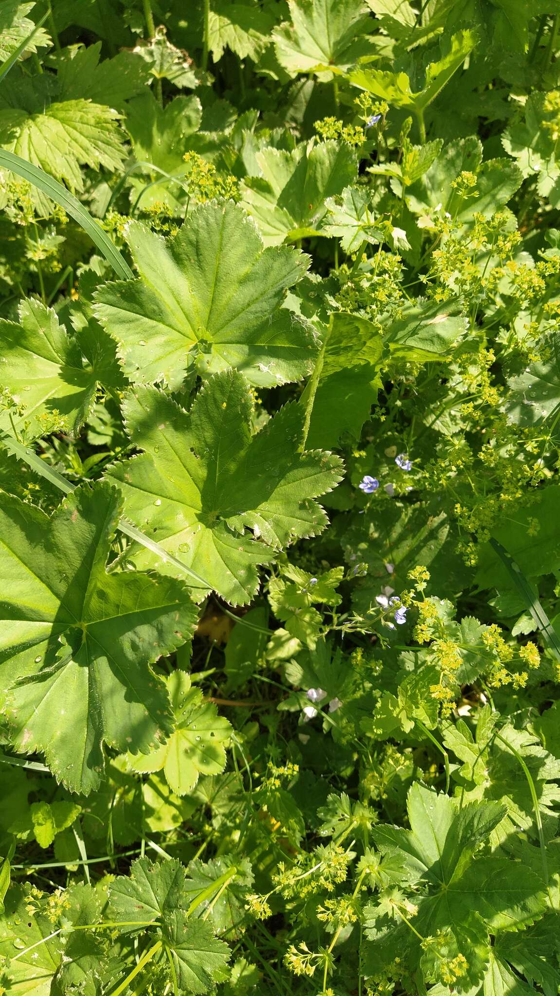 Image of Alchemilla devestiens Juz.