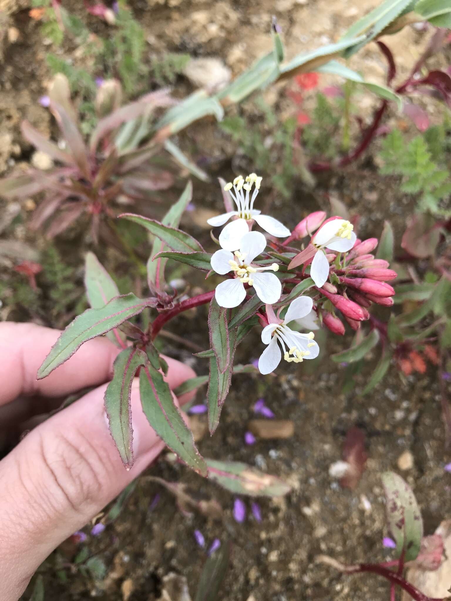 Eremothera boothii subsp. decorticans (Hook. & Arn.) W. L. Wagner & Hoch resmi