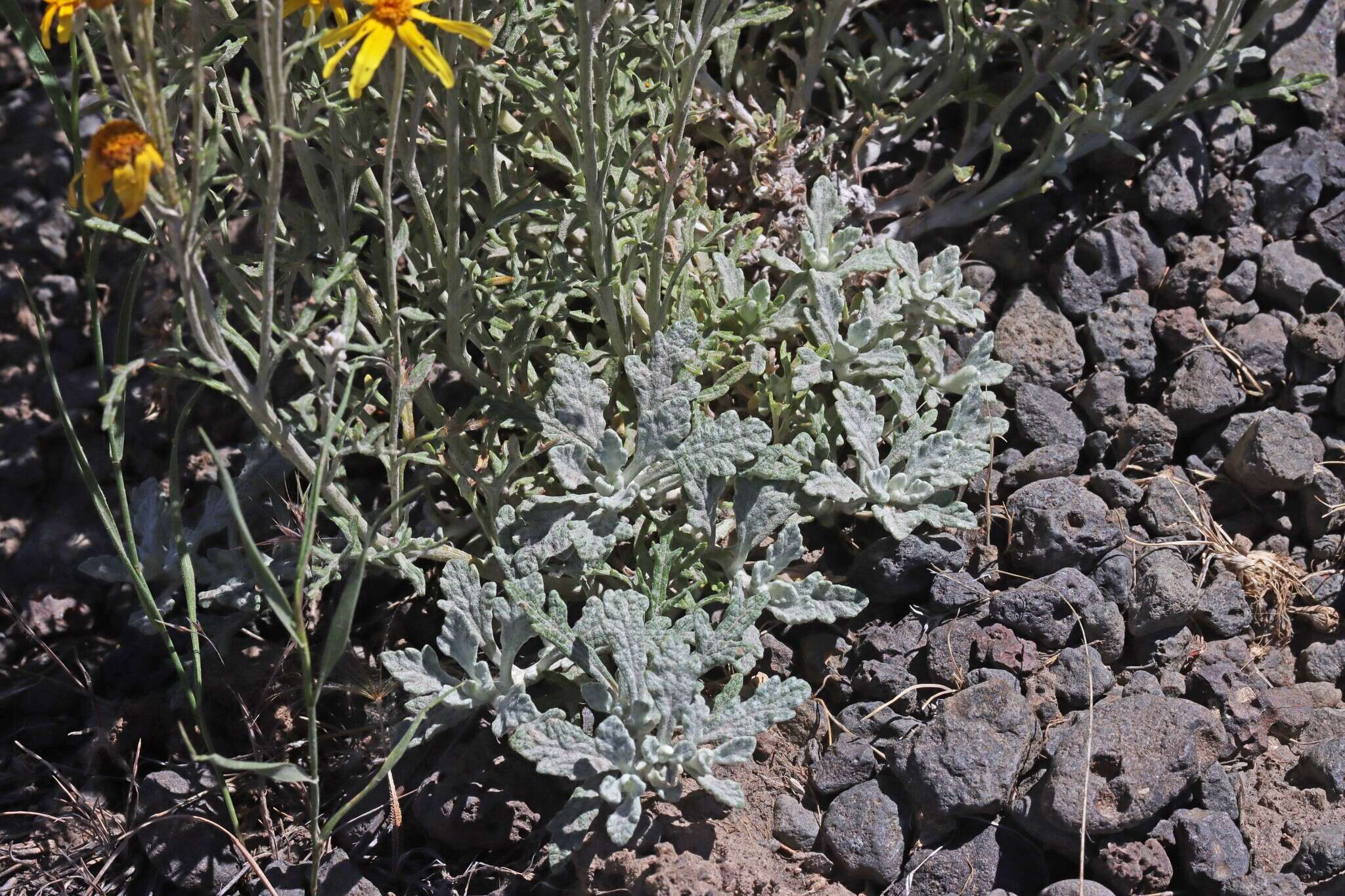 Image of <i>Eriophyllum lanatum</i> var. <i>achilleoides</i> (DC.) Jeps.