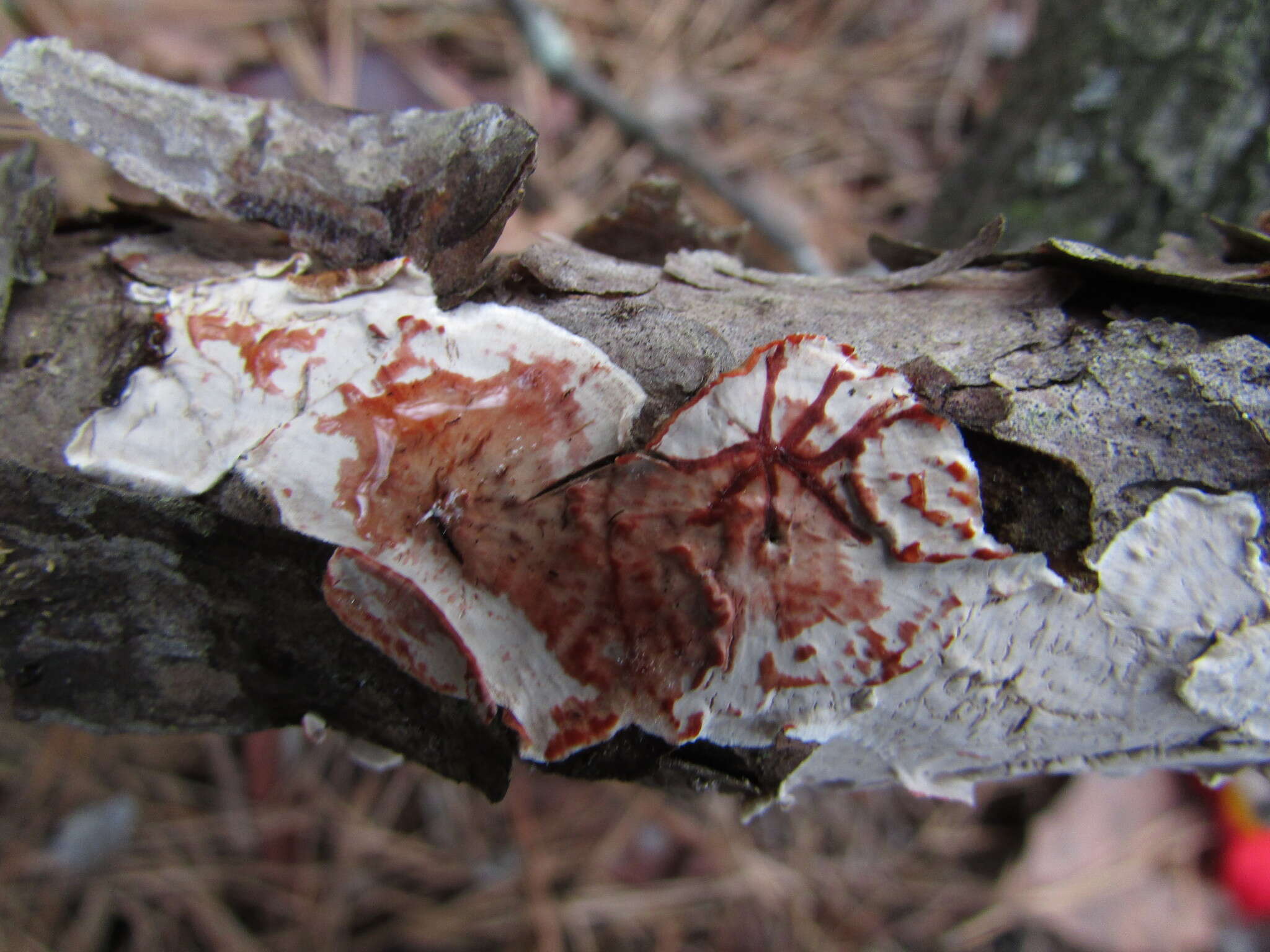 Image de Carie rouge du sapin